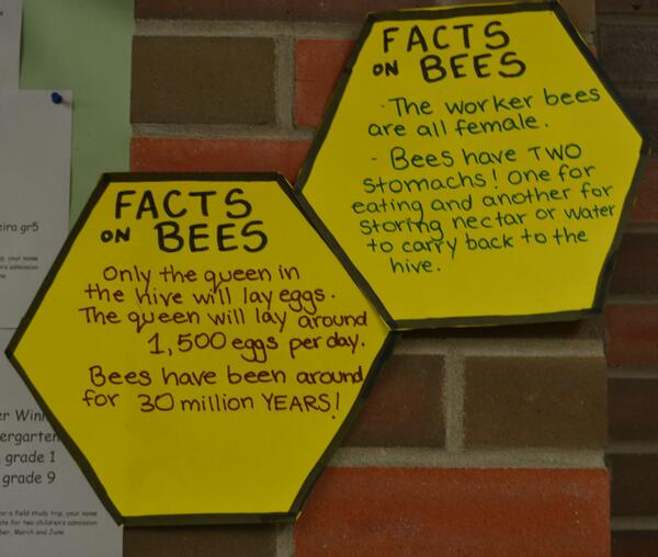 PlanBee3's tweet photo. Putting these up around the school! #savingthebees #funfacts #YYC #calgary http://t.co/BnsBYEYgiT