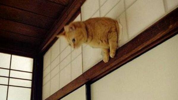嘘のような本当の話 Usohonto14 Twitter 嘘のような本当の話 Usohonto14 Twitter