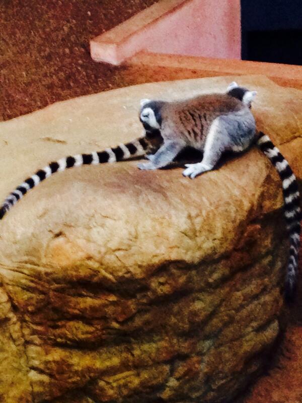 MegatronGirl's tweet photo. Lemur love at the Toronto Zoo! @MorningShowTO has a great segment coming up! http://t.co/0BOB37jjfj
