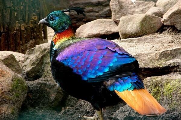 @Homervillehound  #loves #unique #exotic #birds 
#HIMALAYANmonal