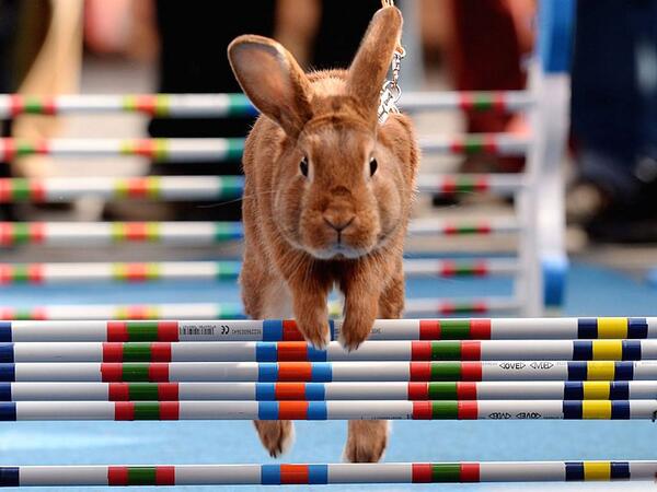DLollocks's tweet image. "@Independent: Happy Easter, here's some pictures of bunnies being amazing ind.pn/1nrOKa8 http://t.co/KShZAjNUbK" #samekit