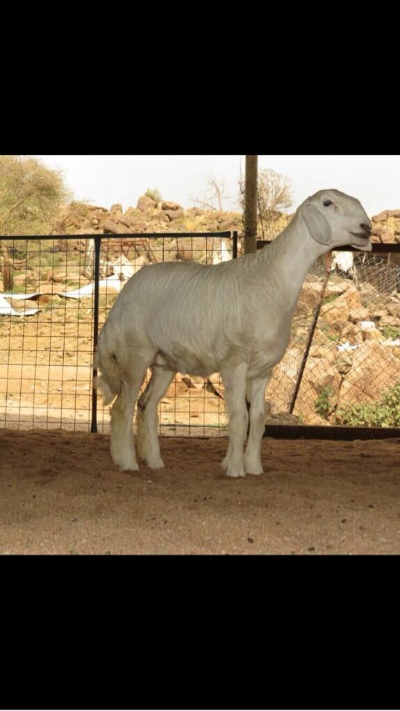 naif10203's tweet image. تسعدني خدمتكم وتأمين الذبائح لكم ولجميع المناسبات واي كمية 
#ذبائح ٠٥٣٣٤٨٤٤٨٨
#رتويت
#الرياض