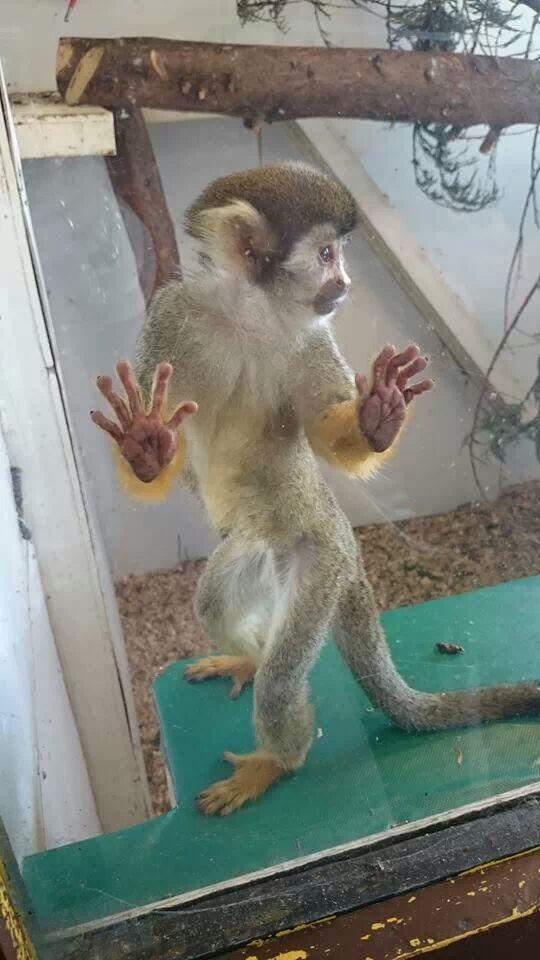 Woodside Animal Farm (@woodsideanimals) / Twitter Woodside Animal Farm (@woodsideanimals) / Twitter