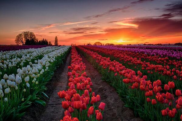 Gabriele Corno tweet media