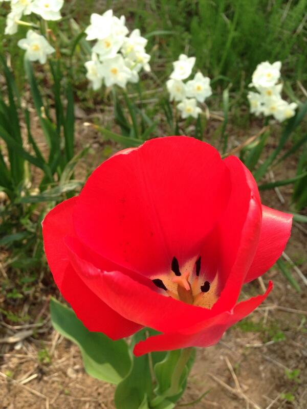 カナホーム星野です♪☻
春は素敵なお花がたくさんですね♪
お散歩したくなります(＾∀＾)