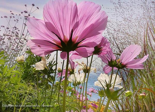 Gabriele_Corno's tweet photo. Spring by Tennerka #flowers http://t.co/twAxEUEzKH