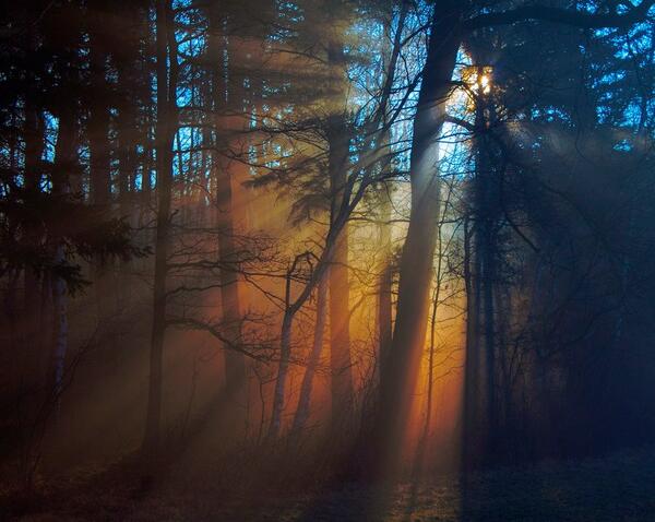 Gabriele_Corno's tweet image. The morning in the forest by Ruda Stancik #mystic #sunrise