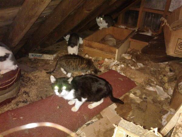 CeliaHammond's tweet image. URGENT APPEAL for THIRTY NINE Cats rescued from a loft space. PLEASE RT justgiving.com/The-Loft-Cats-… |