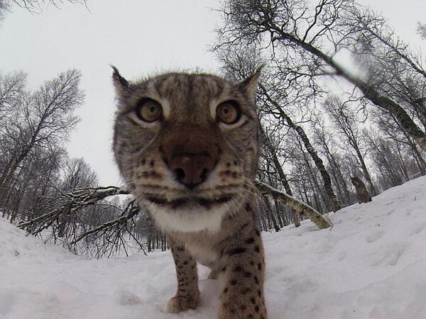 GoPro's tweet photo. .@The_Jamen encounters a curious lynx in the Norwegian forest. http://t.co/gXeNQzGn5s