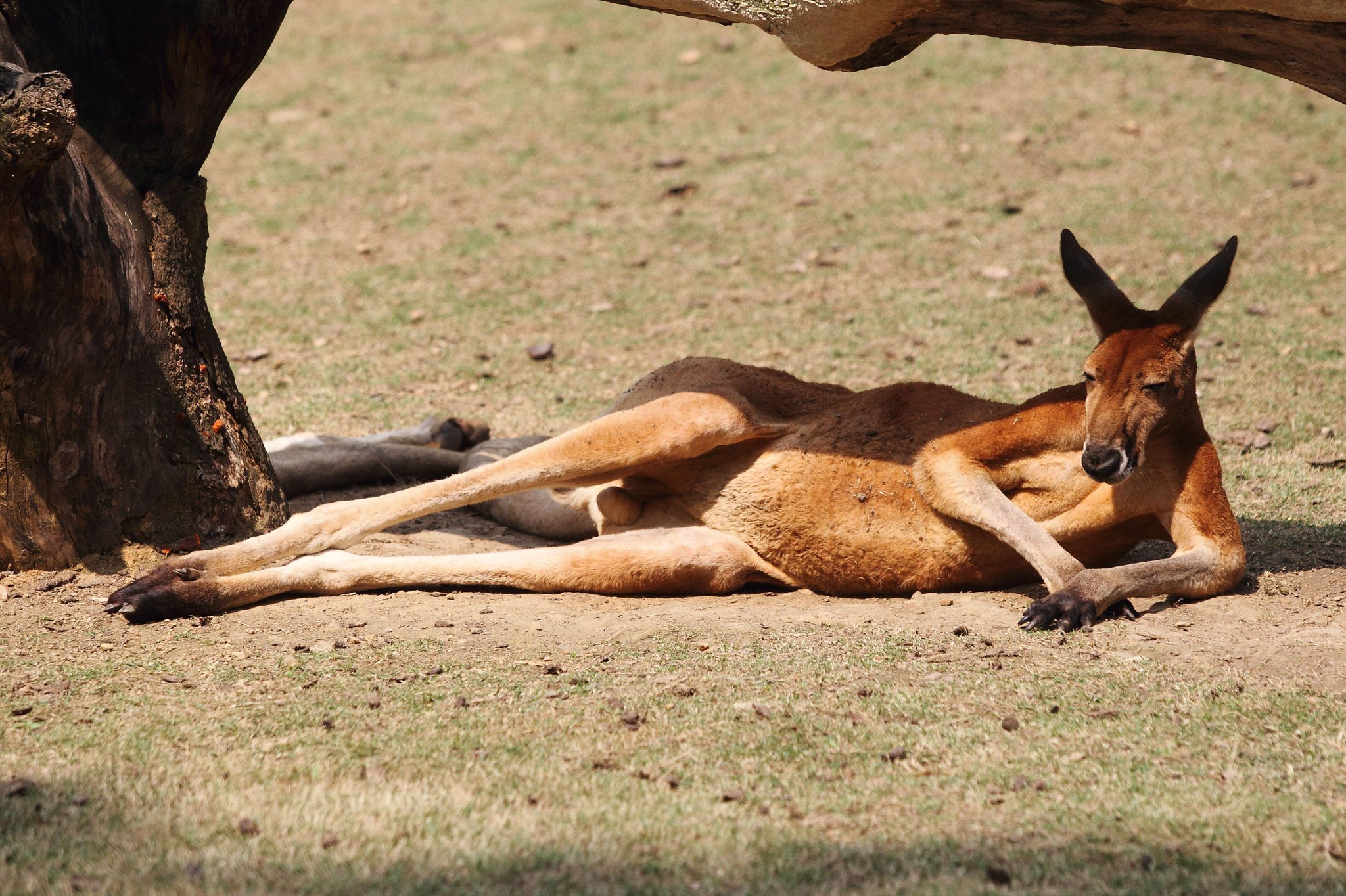 Permalink til innebygd bilde
