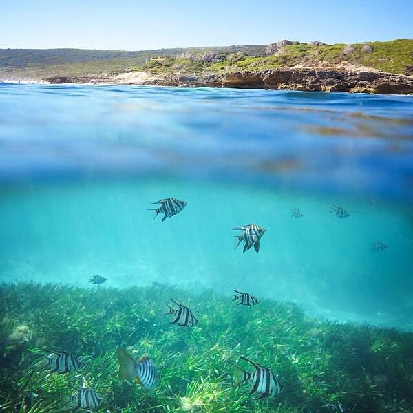 Australia's tweet photo. Snorkeling the #YallingupReefLagoon in the Margaret River Region of Western Australia with @shasamichael! (via IG) http://t.co/xEqiz3wrGh