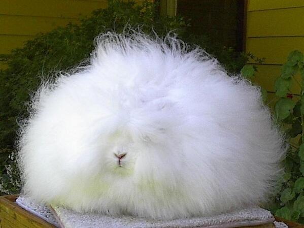 fat_animal's tweet photo. えーっと・・・シロのワタアメ？ https://t.co/gkdMHMG2ly