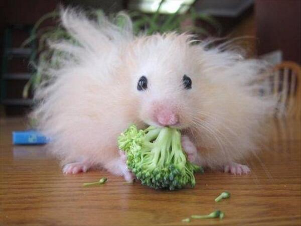 When you have a bad hair day and you look like this guy