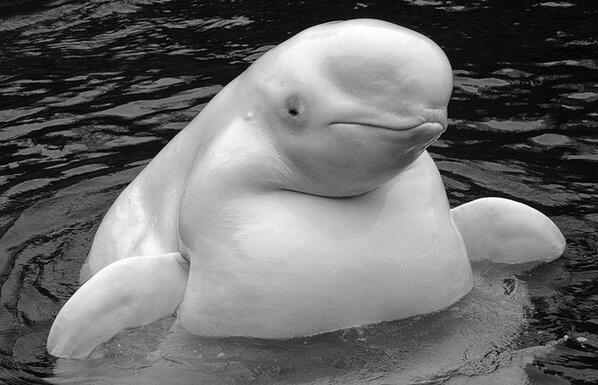 ブサかわ デブった動物bot Fat Animal Twitter ブサかわ デブった動物bot Fat Animal Twitter