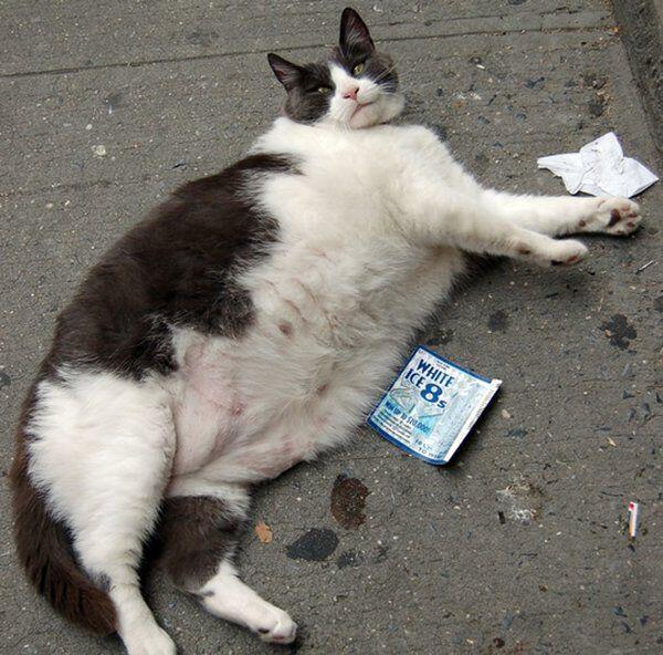 fat_animal's tweet photo. そこ通るなら、リモコンとって！ https://t.co/wY0kuiGIfx