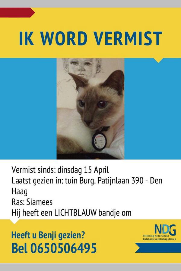 Helaas is Benji nog steeds vermist. #vermist #katvermist #siamees #DenHaag #archipel