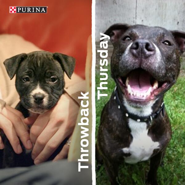 Purina's tweet image. It’s #ThrowbackThursday! Show us your BFF’s then and now pic. #tbt
