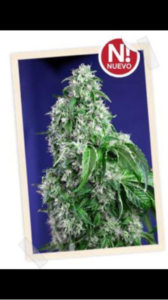 Adictomarihuana's tweet image. La nueva #BigDevil