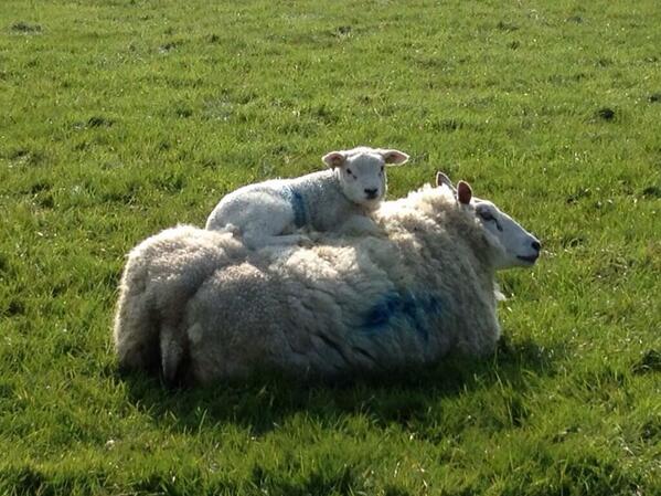 TexelMijnEiland's tweet photo. Fijne dagen! Geniet ervan! #Texel http://t.co/m2ivdP86yY