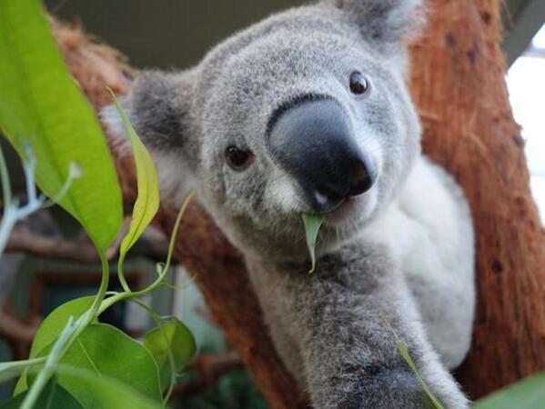 ScenesoftheWild's tweet photo. Not Camera Shy! 6 funny Koala selfies!! http://t.co/smjB9D9jtx http://t.co/5fERV9Dspj