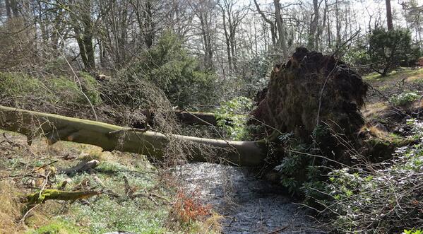 TreeSurgerycom's tweet image. Here&apos;s one for the experts. Simply type in your postcode to find your nearest tree surgeon. treesurgery.com