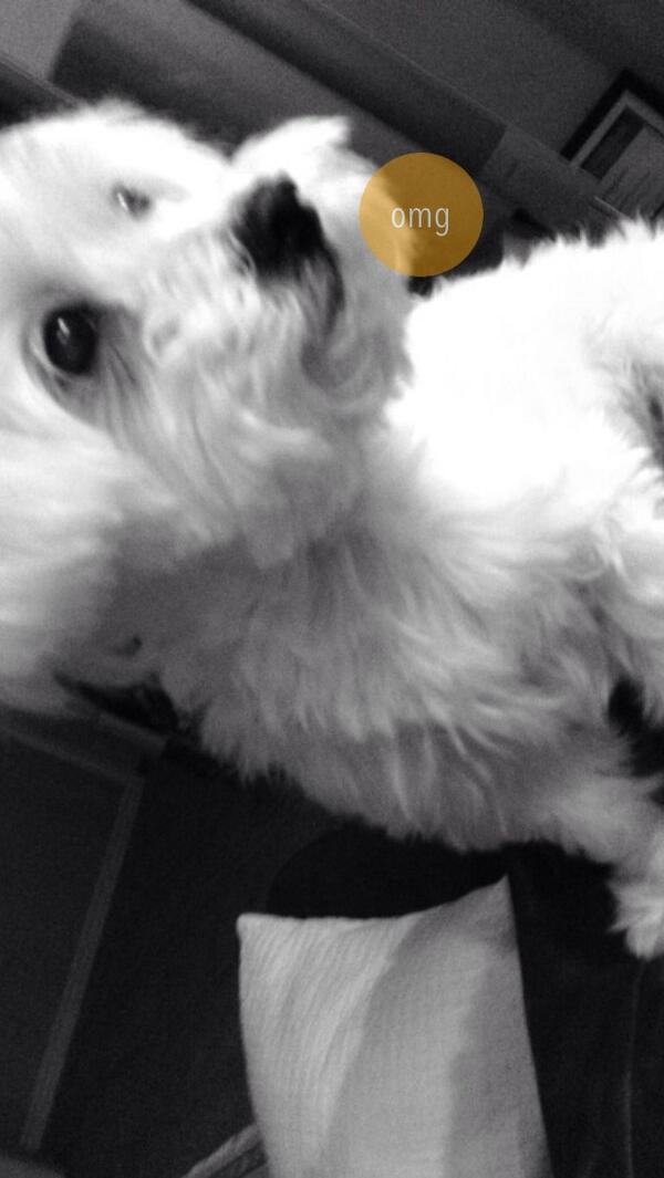 Shrtwv's tweet photo. Check out what I saw on @shrtwv! http://t.co/Ee7grn9Mpq #dogs #shrtwv http://t.co/9T8zQ0Qwgg