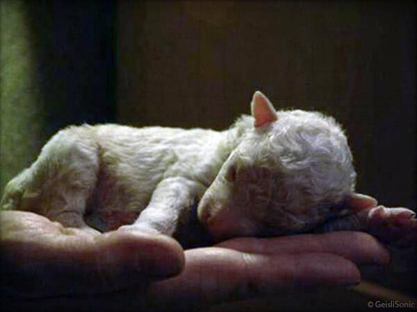 Zenima's tweet photo. * QUESTA PASQUA #SalvaUnAgnello #VeganEaster #Zenima  ❤️ 👏 🔝 http://t.co/756koHNzI3 https://t.co/jOwCmovjo6 http://t.co/3K9UdspGiB