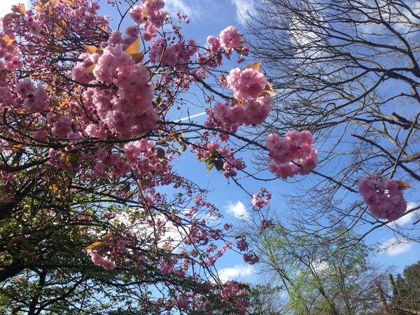 MikeOtley's tweet photo. More Springy #spring #SpringBreakFlashers http://t.co/Cos9LRNW1y