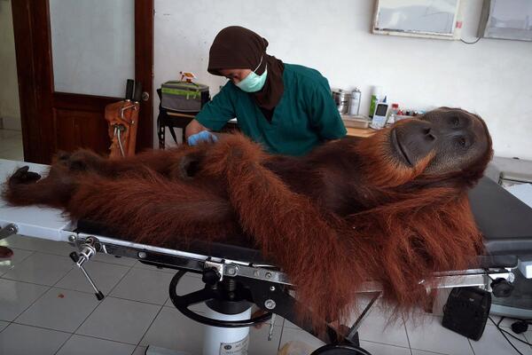TIME's tweet photo. Indonesia tries to save the orangutan http://t.co/gQh8XNtXdn Photo: @GettyImages http://t.co/YVHhUOZfEt