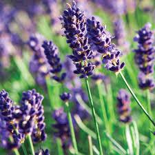 EssenceCandle's tweet photo. The best way to relax? Imagine yourself in a lavender field by burning our Lavender Candle! #manageyourmind http://t.co/dO3d6VmefF