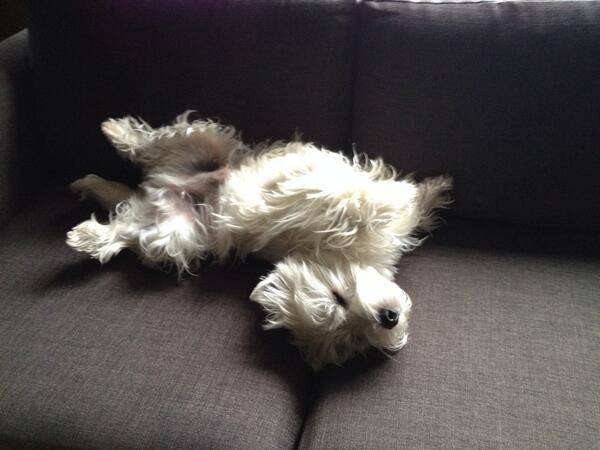 readernerd's tweet image. Lounge Lizard