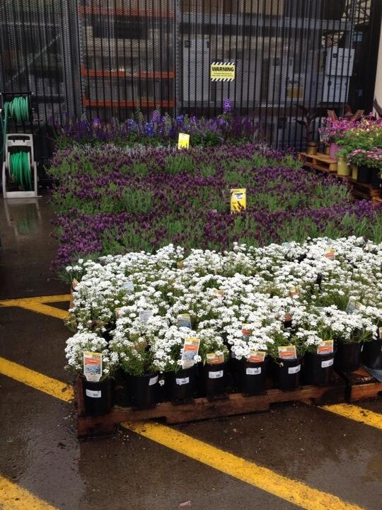 All WA and OR Home Depots have a great selection of Perennials including Lavender, Iberis, and Delphium