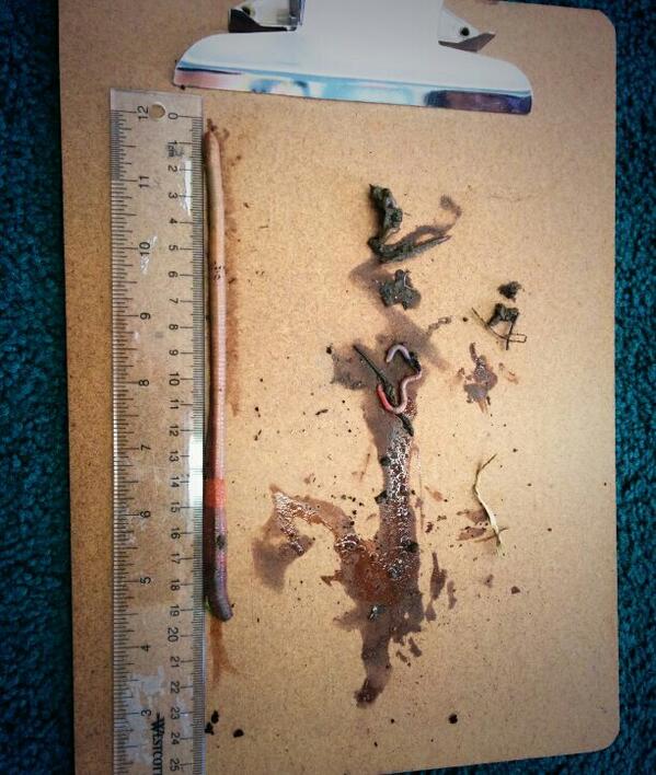 Math in inquiry.  Measuring worms.