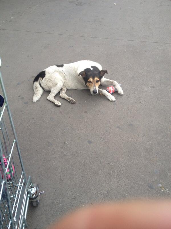 AngelBulnes's tweet image. Cuidando su cocakola