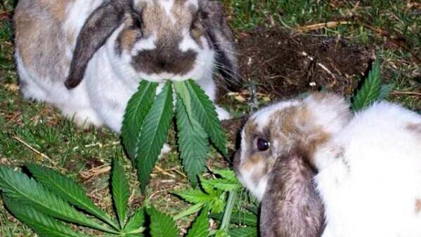 stillblazingtho's tweet image. Easter Bunny on 4/20