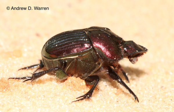 BugBytesTV tweet picture