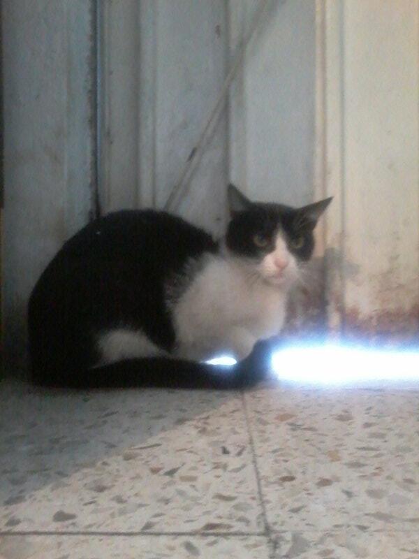 ColMercedGomez's tweet photo. Vaquera en adopcion muy cariñosa ya esterilizada dale una oportunidad para ayudar a mas mininos info 5534608700 whats http://t.co/Ywo9s4Mx9x