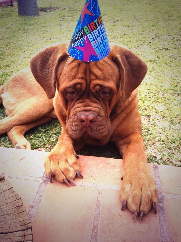 rbmelchior's tweet photo. Happy birthday Papo !! One year old. http://t.co/Y5bucm2lKq