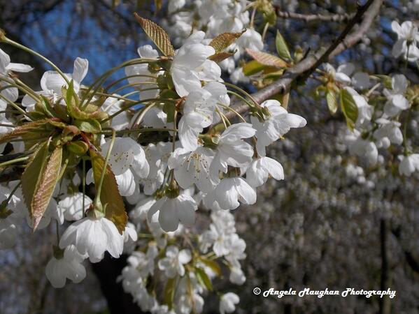 PhotographyAM14's tweet photo. Hello Spring - nice of you to make an appearance :-) #NorthEast #Photography #Blossom #Spring http://t.co/Z4pUetXRkO