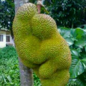 Eri_Sumantri's tweet photo. http://t.co/A9n2HpLmrj