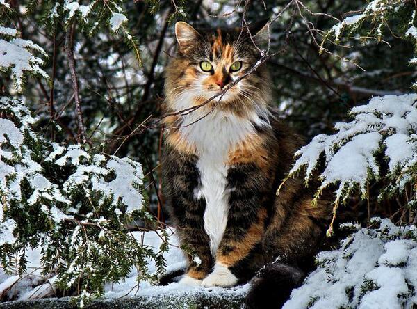 Spettrox's tweet photo. ✨ Beautiful Maine Coon Cat 😸 @masterkillercat @CordeiroRick @SuzanneLepage1 @SimonTurkas @paullyn63 http://t.co/D3YptXWMjj