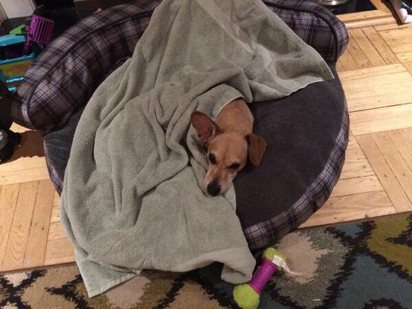 pickleman's tweet photo. Bedtime. http://t.co/kEPLiAm4Vd