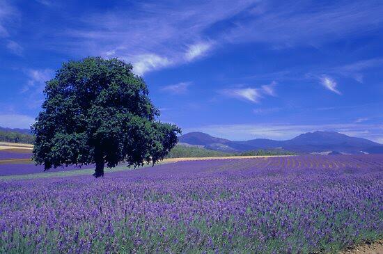 TheGlobalPics's tweet photo. Lavender Farm http://t.co/DcBou8mhKD