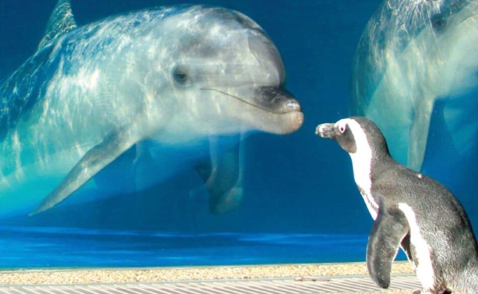 京都水族館 on Twitter:
