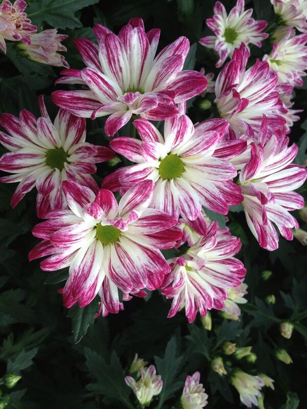 De eerste testen zijn mooi introductie zal september worden