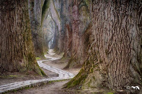 Gabriele_Corno's tweet photo. Path by Rudolf Rinner #forest #mystic http://t.co/iJCtUbODnd