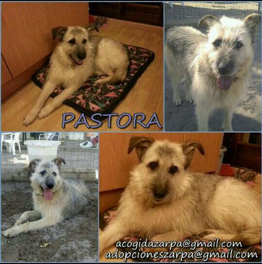 ZarpaProtecAnim's tweet photo. PASTORA NECESITA CASA DE ACOGIDA INDEFINIDA O ADOPCIÓN!!! Es buena, cariñosa y activa. http://t.co/1sui0KZPyv