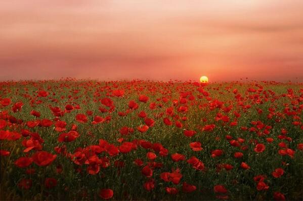 Gabriele_Corno's tweet photo. Red dawn by Albena Markova #poppies #spring http://t.co/qb6lt3W8ly