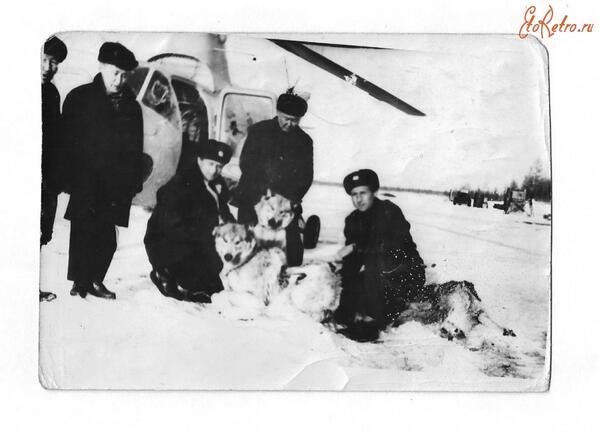 ErgePhoto's tweet photo. Вертолетчики помогают в отстреле волков 1960.Yakut helicopter squadron assist hunters in the shooting of wolves 1960 http://t.co/iH5TvZEXug