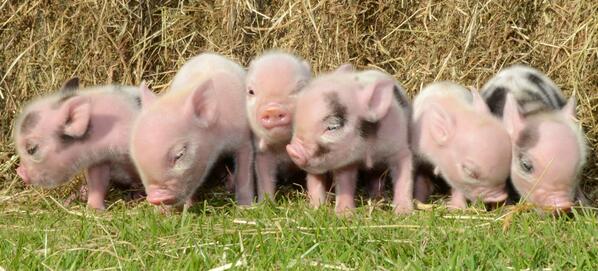 Pennywell Farm tweet media